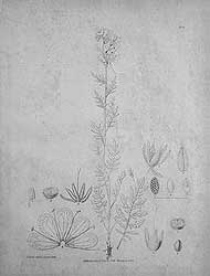 arcticflora a